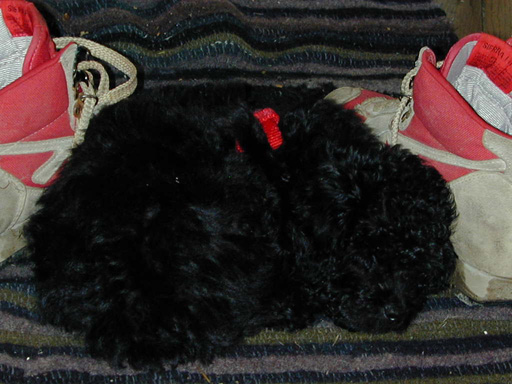 1.Best.Shoe.Nap