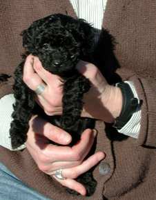 2.Coco.Cooper
