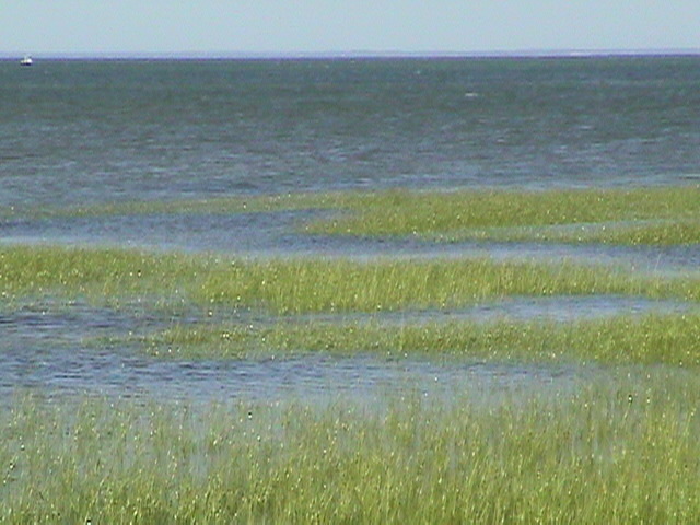 Sea grass, tide coming in