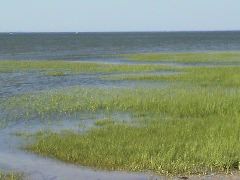 Sea grass