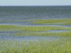 Sea grass, tide coming in