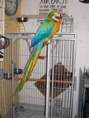 Mikey the Macaw
