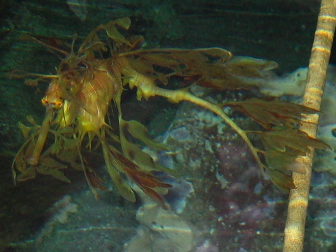 NE Aquarium - 36