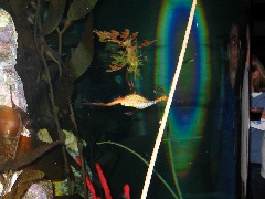 NE Aquarium - 31