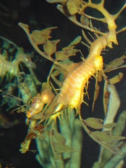 NE Aquarium - 32