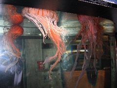 NE Aquarium - 37