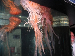 NE Aquarium - 38