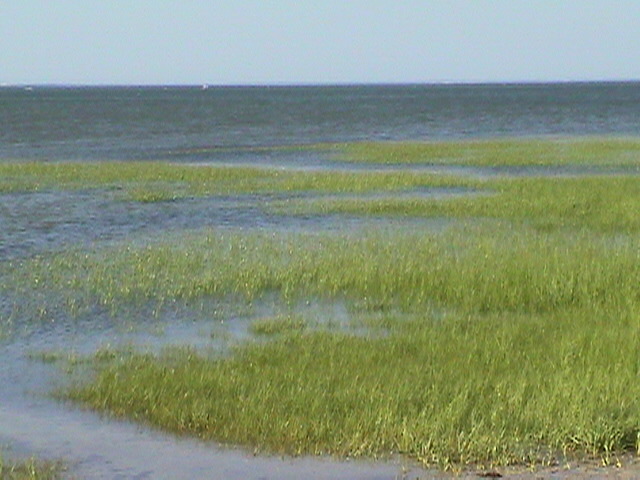Sea grass