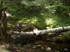 brook
