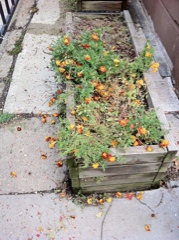 ... blown onto the ground