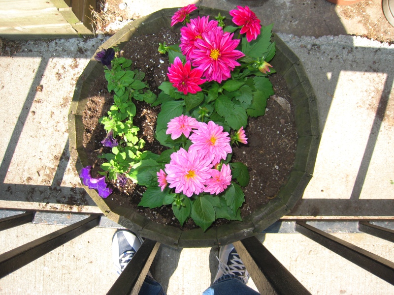 1:39pm: 3 flowering plants