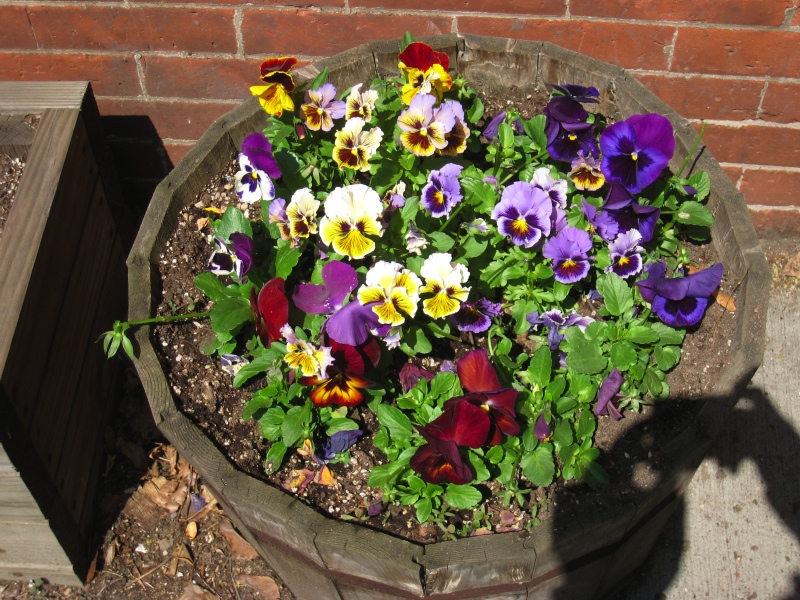 Pansies