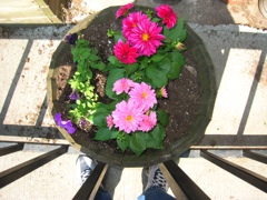 1:39pm: 3 flowering plants