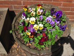 Pansies