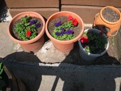 Small pots