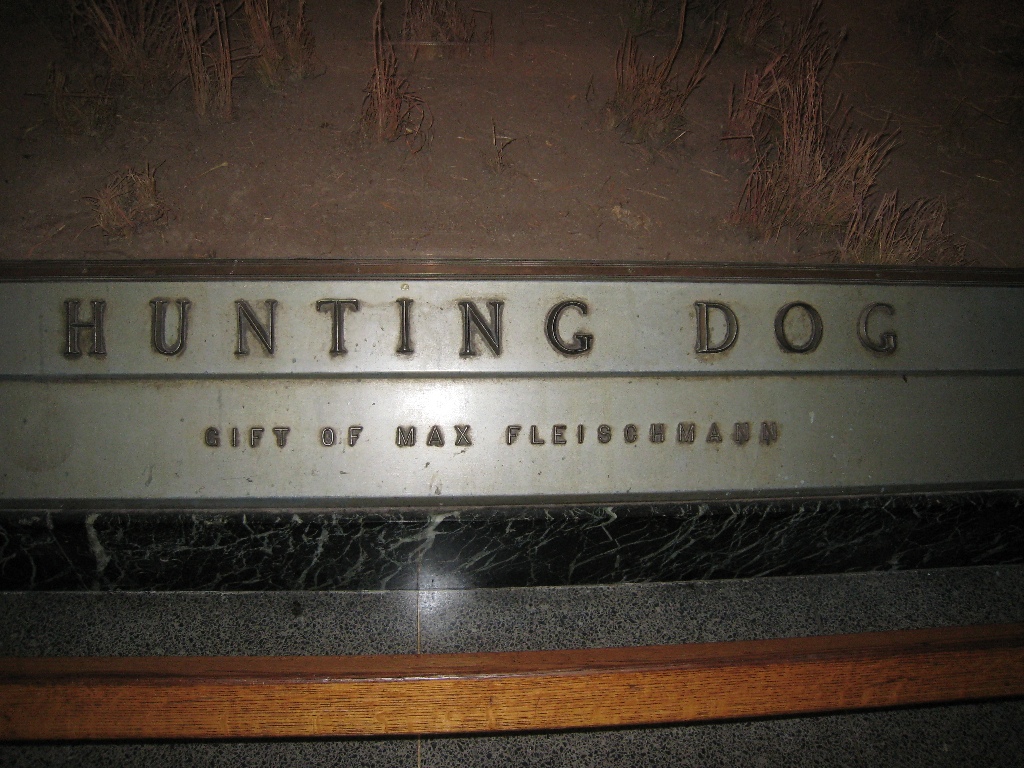 Hunting dog - 2