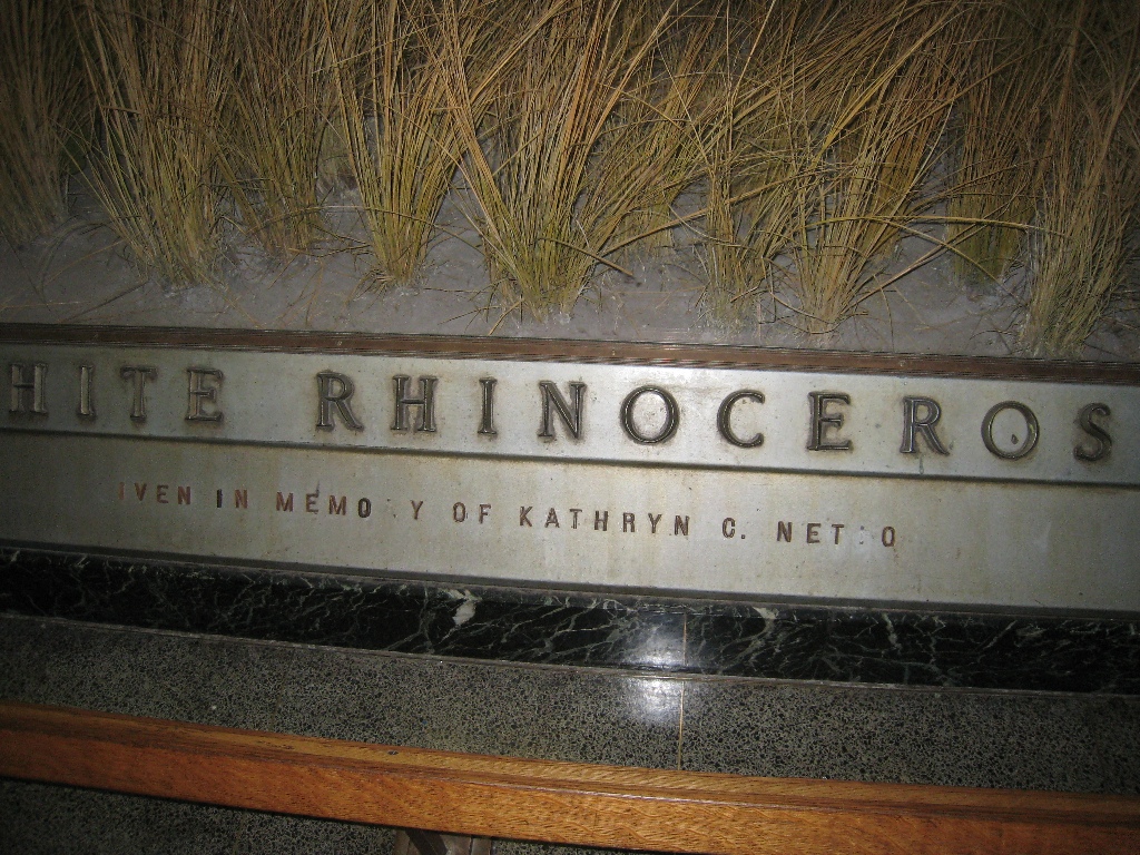 Rhinoceros - 4