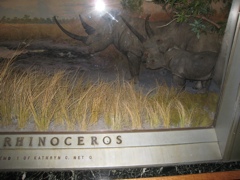 Rhinoceros - 1