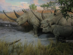 Rhinoceros - 2