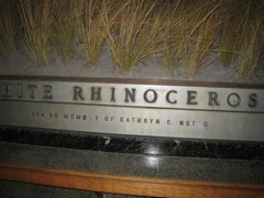 Rhinoceros - 4