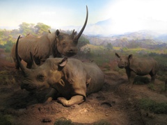 Rhinoceros - 5