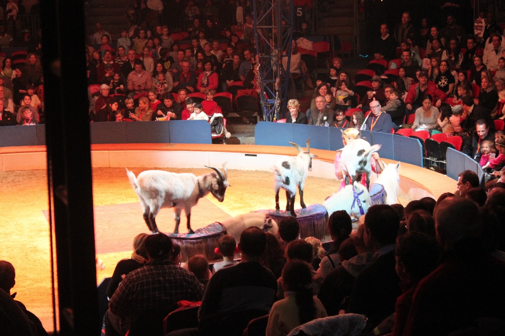 Ride, cow-goat, ride!