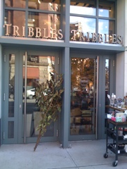 Tribbles 1