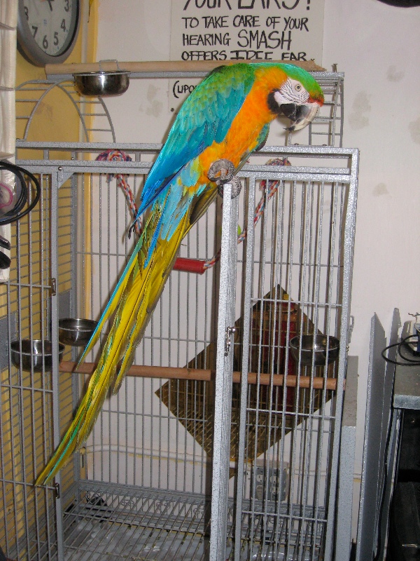 Mikey has large talons