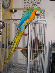 Mikey has large talons