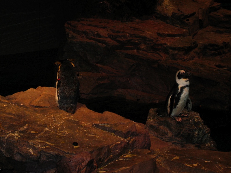 NE Aquarium - 11
