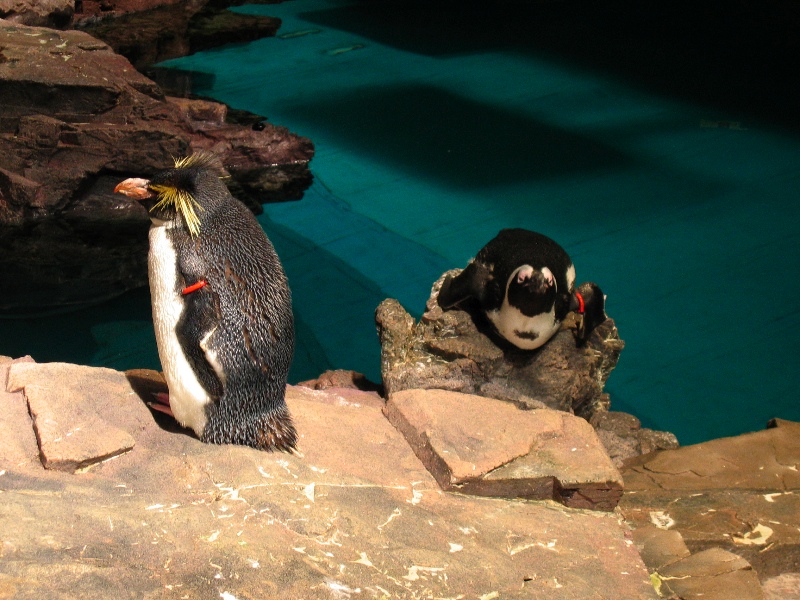 NE Aquarium - 20