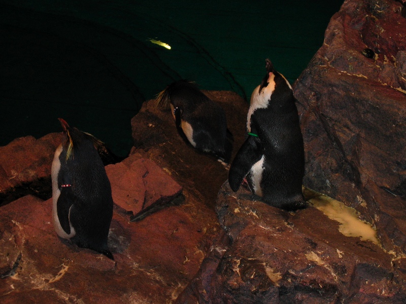 NE Aquarium - 22