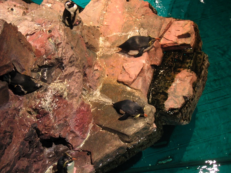 NE Aquarium - 49