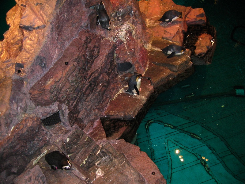 NE Aquarium - 52