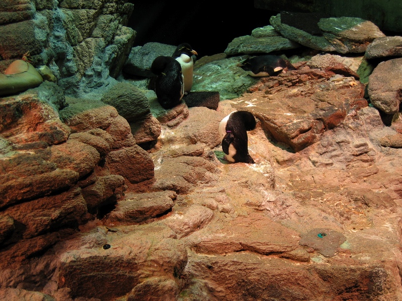 NE Aquarium - 57