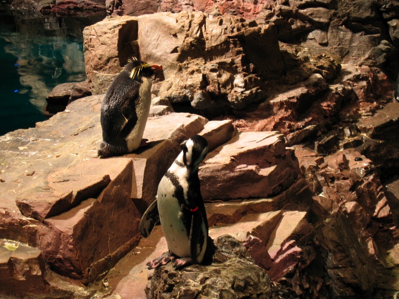 NE Aquarium - 9