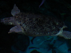 NE Aquarium - 43