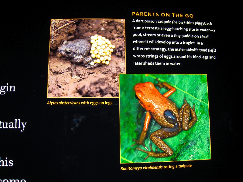 Carrying eggs vs. carrying tadpole