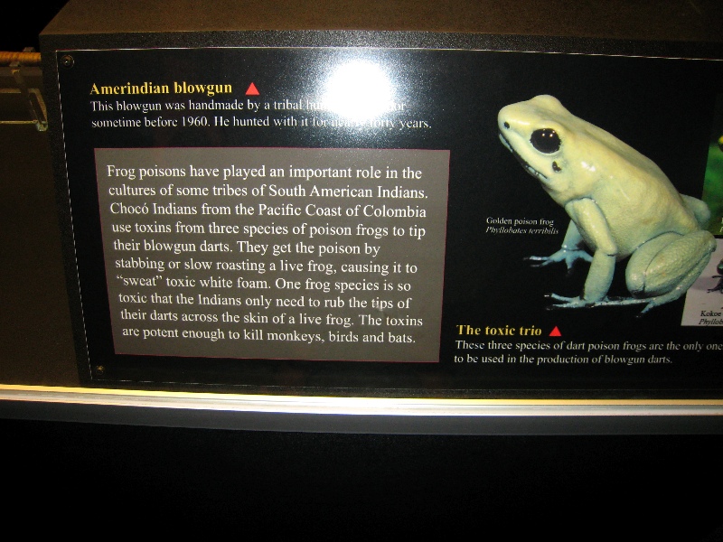 Frog poison 'powers' blowguns