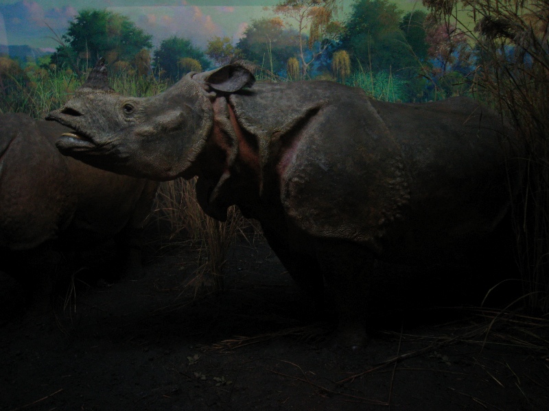 Rhinoceros
