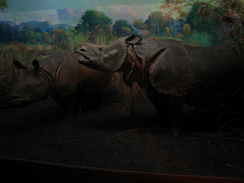 Rhinos