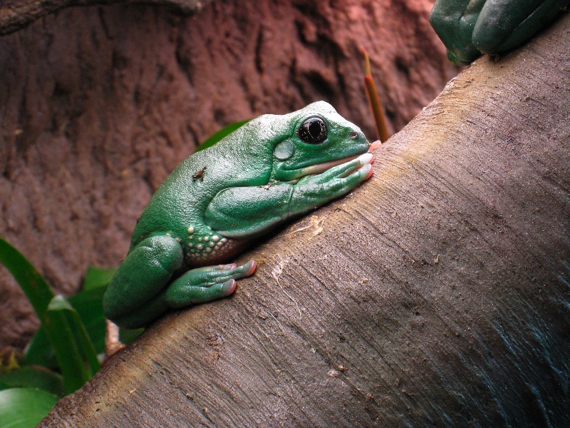 They can hang from a single toe