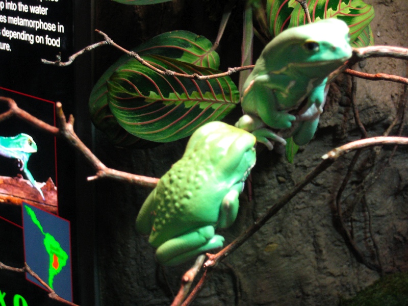 Waxy Monkey Frogs
