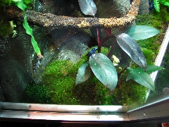 But still toxic species