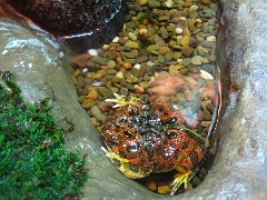 Fat wet frog