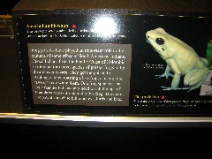 Frog poison 'powers' blowguns