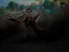 Rhinoceros