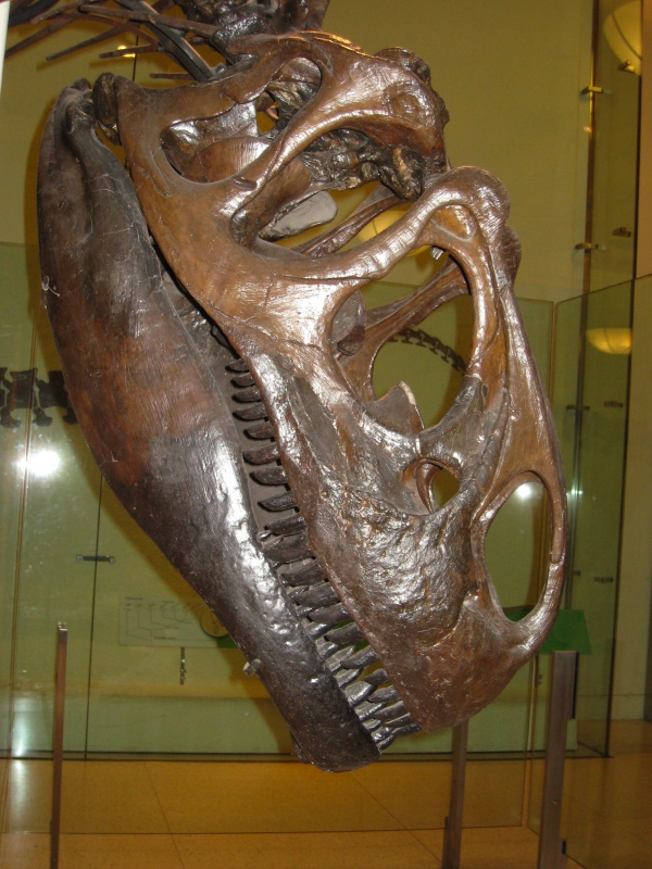 The better to eat you with!