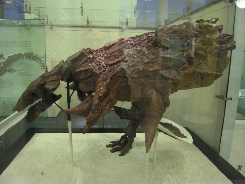 ankylosaurus
