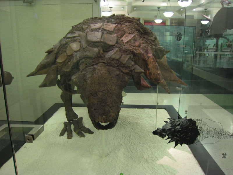ankylosaurus